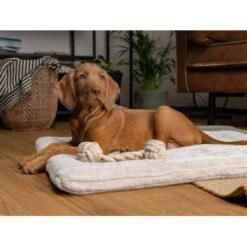 TrendPet Harmony Gefütterte Liegedecke Creme XS -Deutschland Hund Trockenfutter Verkaufs-Shop 16d89d87d7ea353d40421c101dea03063d38147b 1390614 de DE e02eacb4a58d50f498ba4ed891533e15443f8cabQRnmWy