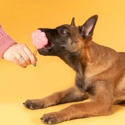 Smoofl Starterkit Für Welpen 10 Smoofl Starterkit Für Welpen -Deutschland Hund Trockenfutter Verkaufs-Shop 1c0290eeb65a538b68be200e1783b2466923eadb 1452837 de DE StartPup 1