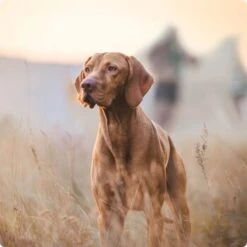 REAL NATURE Snackwurst 12x80g Geflügel 9 REAL NATURE Snackwurst 12x80g Geflügel -Deutschland Hund Trockenfutter Verkaufs-Shop 2a7e6cb20be89e03efc3fb044f52385d1267f3cd 1314110 de DE Real Nature Original Dog bild 3