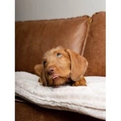 TrendPet Harmony Gefütterte Liegedecke Creme XS -Deutschland Hund Trockenfutter Verkaufs-Shop 2d071d332fa3eafcd12f8a658b7da25b072efcd2 1390614 de DE 987b22e0e14678dcb7039df2d06b0a9d6a32f80dCte8HK