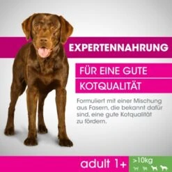 PERFECT FIT Adult 1+ Huhn M/L 6kg -Deutschland Hund Trockenfutter Verkaufs-Shop 4571329b4c1e5659a75eee4a9c9393c2d3655266 1342010 de DE F B 2