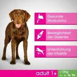 PERFECT FIT Adult 1+ Huhn M/L 6kg -Deutschland Hund Trockenfutter Verkaufs-Shop 53e529dbc8b86a0568f4228d7d5b6a8b179694fb 1342010 de DE F B