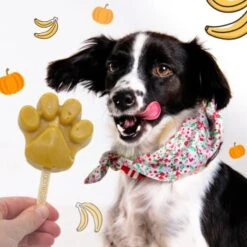 BeG Buddy Starter-Kit Hundeeis, Eis, Kürbis -Deutschland Hund Trockenfutter Verkaufs-Shop 608ea90f77a34d2fe8ebfaf9d51759fc5ef62af1 1385379 de DE f7a832d61d975c462da722fc1c35457ac97e02edTRjcmC