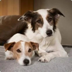 SELECT GOLD Sensitive Adult Medium Probierpaket 3x1kg Paket 1, Mix-Pack -Deutschland Hund Trockenfutter Verkaufs-Shop 6abb6915af23c615d0cf74853b0a3bb663e7931c 1096086 de DE 4 Select Gold Dog 4