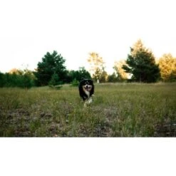 Mammaly Immu Push 110g 11 Mammaly Immu Push 110g -Deutschland Hund Trockenfutter Verkaufs-Shop 6e1addc1ae263ee1f16a02c5ac24fd2a4aba0889 1472893 6