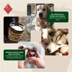 ChronoBalance Kuhmilch Käsestick (XL) 2er Paket 10 ChronoBalance Kuhmilch Käsestick (XL) 2er Paket -Deutschland Hund Trockenfutter Verkaufs-Shop 80c435fb1a64772df08c2807cbb72aa6cb434ce1 1418708 de DE 6e5d452c715e3c46c21bd7dd434bb74b98e2078f2NxQrD