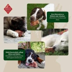 ChronoBalance Kauwurzel Baumheide (XS) 2er Paket 9 ChronoBalance Kauwurzel Baumheide (XS) 2er Paket -Deutschland Hund Trockenfutter Verkaufs-Shop c37f063abbbdbf58a71399349332bc73f26bb28a 1418712 de DE 5de46cf8b89a18b891f3e07e4023a80c5d755bebKUwvz2