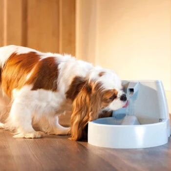 PetSafe Drinkwell Trinkbrunnen Original, 1,5 Liter 6 PetSafe Drinkwell Trinkbrunnen Original, 1,5 Liter – Bild 4