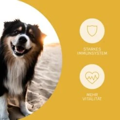 Mammaly Immu Push 110g 10 Mammaly Immu Push 110g -Deutschland Hund Trockenfutter Verkaufs-Shop d0c8f921cb18fad07596bd1a8a0c1d2c87ad36f5 1472893 3