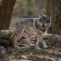 REAL NATURE WILDERNESS Adult 16x100g Pure Horse Pferd -Deutschland Hund Trockenfutter Verkaufs-Shop d8df16d01d44eca47dceb4029baf88ff4ded8402 1248542 de DE Real Nature Wilderness Dog bild 5