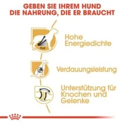 ROYAL CANIN Deutsche Dogge Adult 12 Kg -Deutschland Hund Trockenfutter Verkaufs-Shop e66cc50f8c9810d3f05910b84e01f00d40e02062 777f88e89a2eb82b19ad2ec41c6df61b584e553e