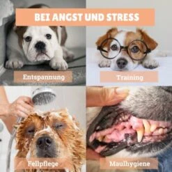 BeG Buddy Schleck-Kit, Leckmatte + Eis -Deutschland Hund Trockenfutter Verkaufs-Shop eba268457e1b2a903d78d255eb815f62a57708e1 1480658 de DE d924f0bb8e68101ebbb22782b82d5b2a367631bdSk5hjI