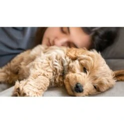 Mammaly Puppy Power 110g -Deutschland Hund Trockenfutter Verkaufs-Shop ee84baad2292c99133ef1aa1b1de8be40c6f9e3a 1472892 1