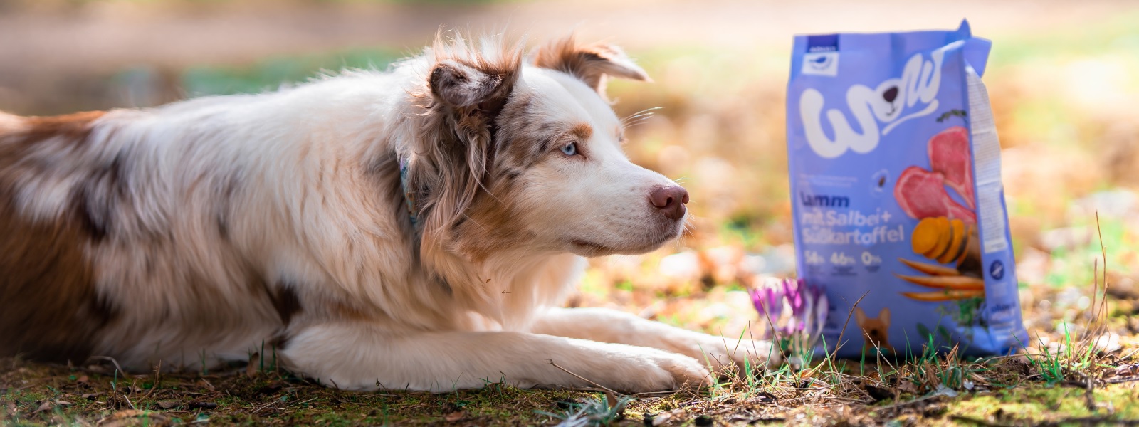 Deutschland Hund Trockenfutter Verkaufs-Shop -Deutschland Hund Trockenfutter Verkaufs-Shop hrheerre